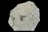Fossil March Fly (Plecia) - Green River Formation #95841-1